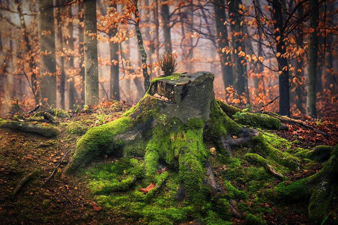 Photo Tree stump